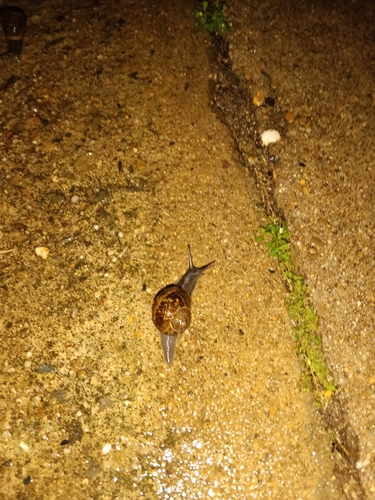 Garden Snail