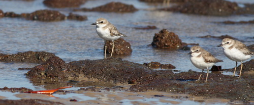 iNaturalist image