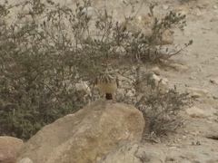 Galerida cristata