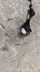 Dalceridae