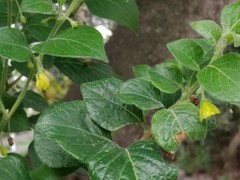 Capsicum rhomboideum