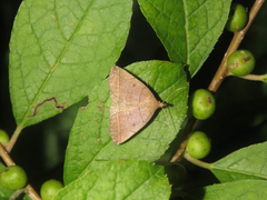 Zanclognatha obscuripennis