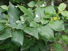 Capsicum rhomboideum