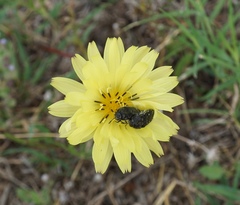 Acmaeoderini