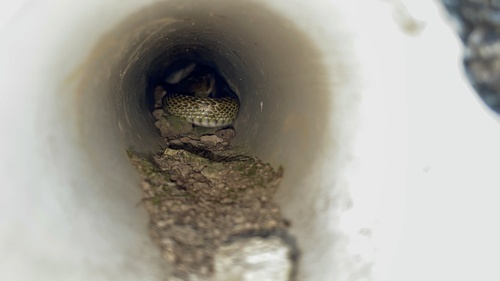 Japanese Ratsnake