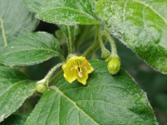 Capsicum rhomboideum