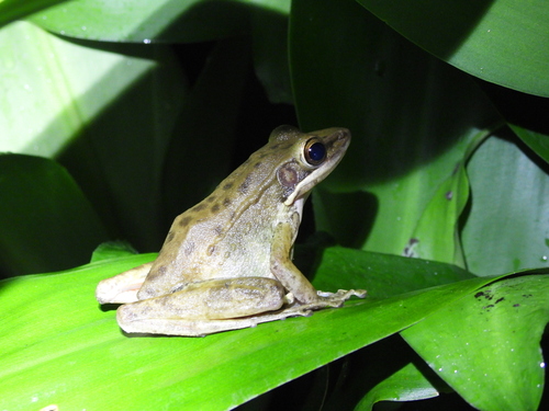Schlegel's Frog