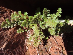 Asplenium subglandulosum
