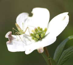 Cornus florida