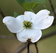 Cornus florida