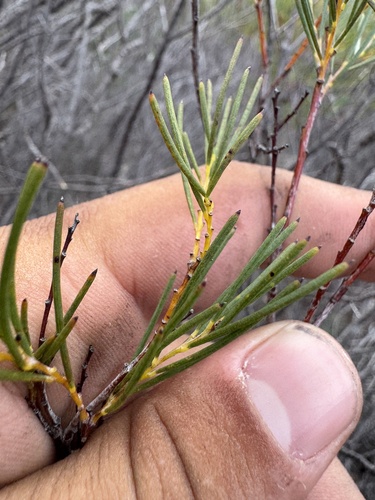 Acacia sulcata, 2026-05-18