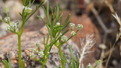 Spermolepis lateriflora
