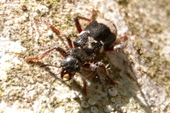 Thanasimus undatulus