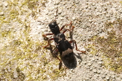 Thanasimus undatulus