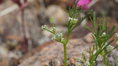 Spermolepis lateriflora