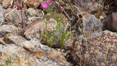 Spermolepis lateriflora
