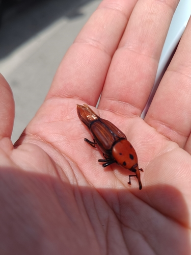 Red Palm Weevil