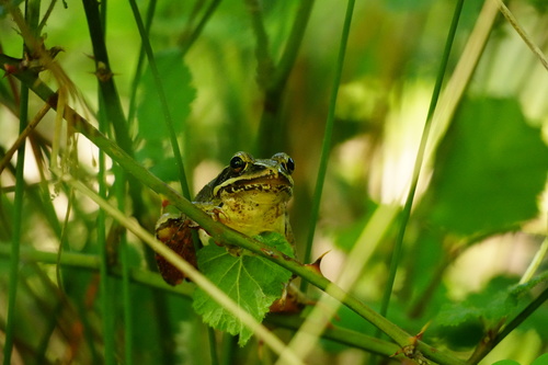 agile frog, Rana dalmatina