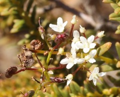 Platysace deflexa