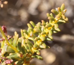 Platysace deflexa
