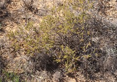 Platysace deflexa