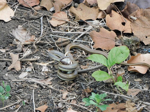 Eastern Stripe-bellied Sand Snake