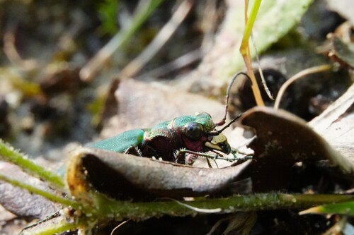 Green tiger beetle