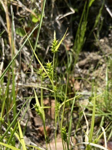 Carex transversa iNat (2)