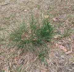 Festuca trachyphylla, photograph (c) Bartosz Czołczyński, some rights reserved (CC BY)
