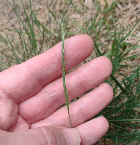 Festuca trachyphylla, photograph 6