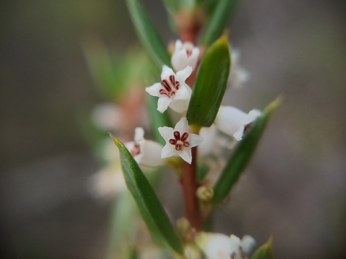 Monotoca scoparia, photograph 1