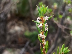 Monotoca scoparia