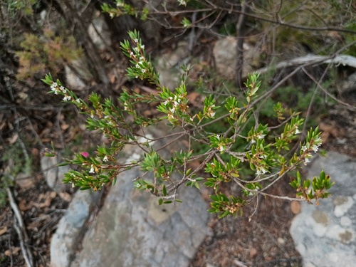Monotoca scoparia, photograph 5