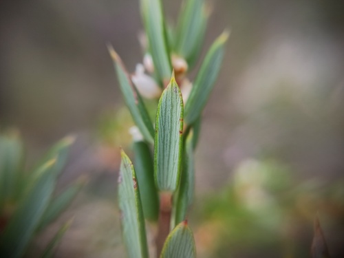 Monotoca scoparia, photograph 4