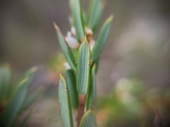 Monotoca scoparia, photograph (c) grampianshiker, some rights reserved (CC BY)