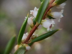 Monotoca scoparia, photograph (c) grampianshiker, some rights reserved (CC BY)