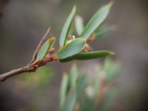 Monotoca scoparia, photograph 3