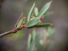 Monotoca scoparia, photograph (c) grampianshiker, some rights reserved (CC BY)