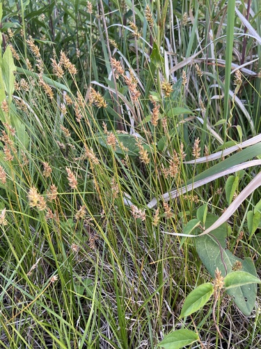 Carex arenicola iNat (3)