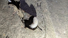 Dalceridae