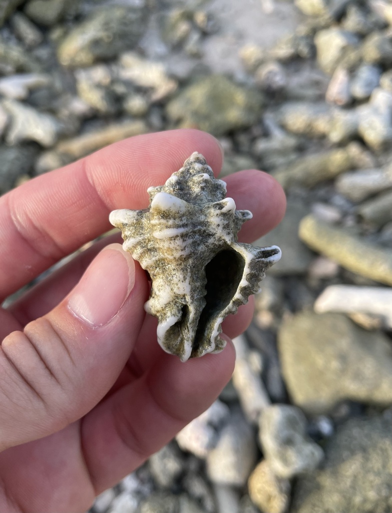 Globivasum capitellum