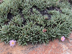Khadia alticola