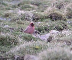Carpodacus roborowskii