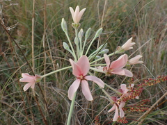 (c) Ren Hoekstra, some rights reserved (CC BY) Pelargonium luridum, photograph (c) Ren Hoekstra, some rights reserved (CC BY)