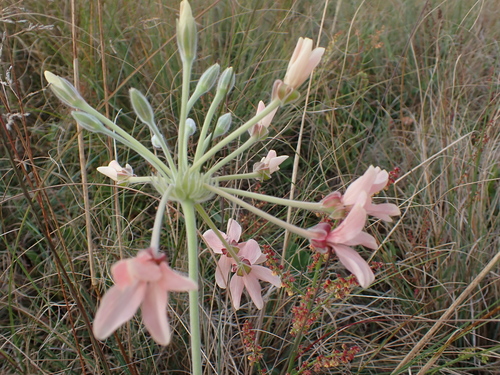 Pelargonium luridum, photograph 5