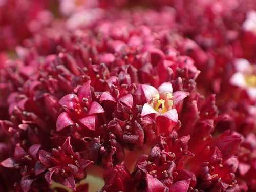 Crassula alba