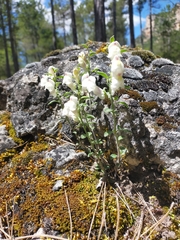 Antirrhinum pulverulentum