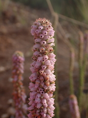Erica alopecurus