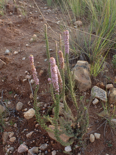Erica alopecurus, photograph 2