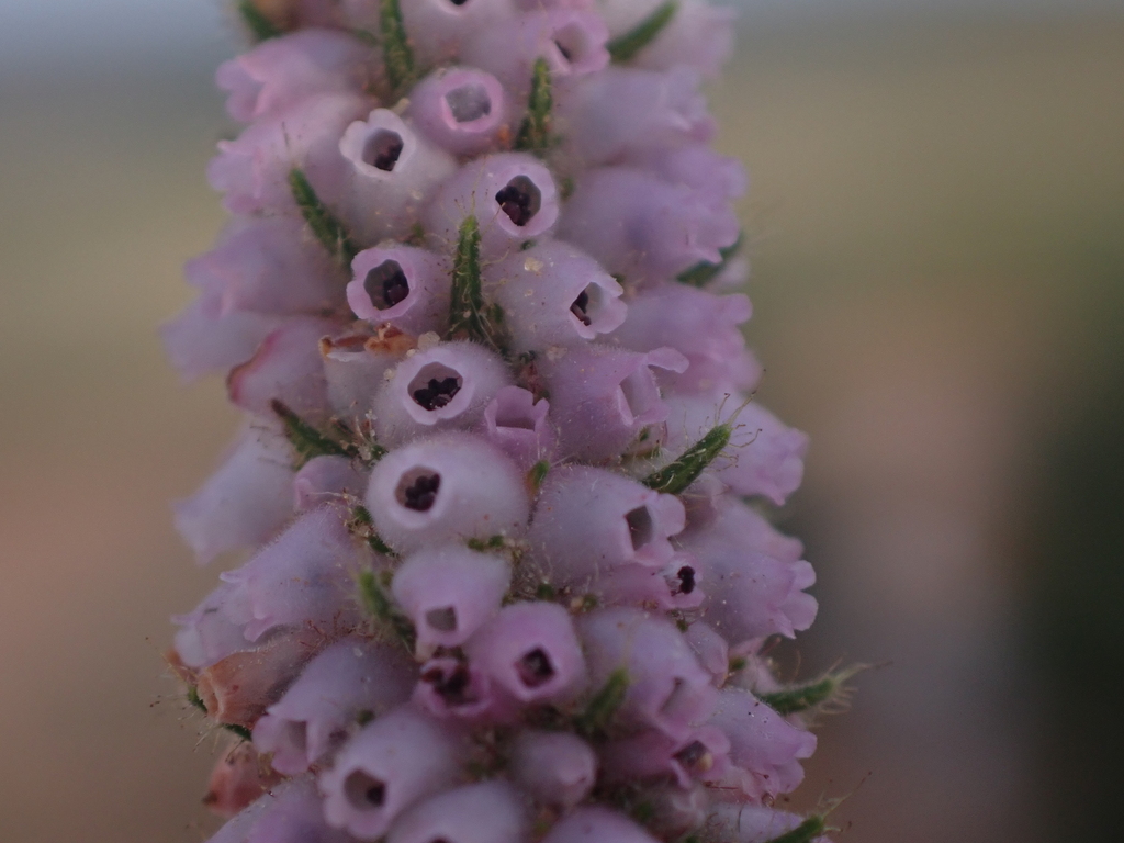 Erica alopecurus; photograph (c) Ren Hoekstra, some rights reserved (CC BY)